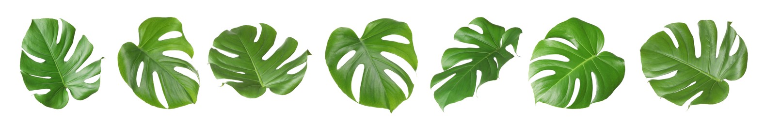 Image of Green tropical leaves of monstera plant isolated on white, set