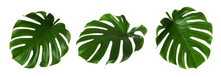 Image of Green tropical leaves of monstera plant isolated on white, set