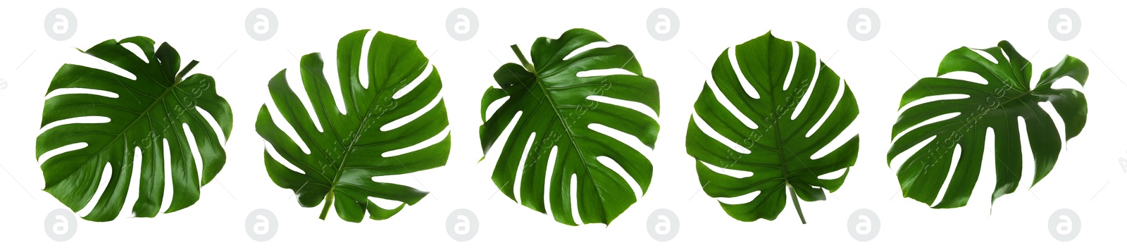 Green tropical leaves of monstera plant isolated on white, set Image of Green tropical leaves of monstera plant isolated on white, set