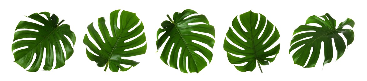 Image of Green tropical leaves of monstera plant isolated on white, set