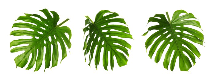 Image of Green tropical leaves of monstera plant isolated on white, set