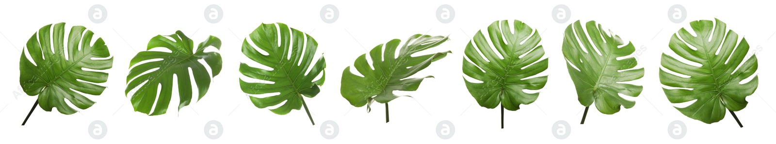 Green tropical leaves of monstera plant isolated on white, set Image of Green tropical leaves of monstera plant isolated on white, set