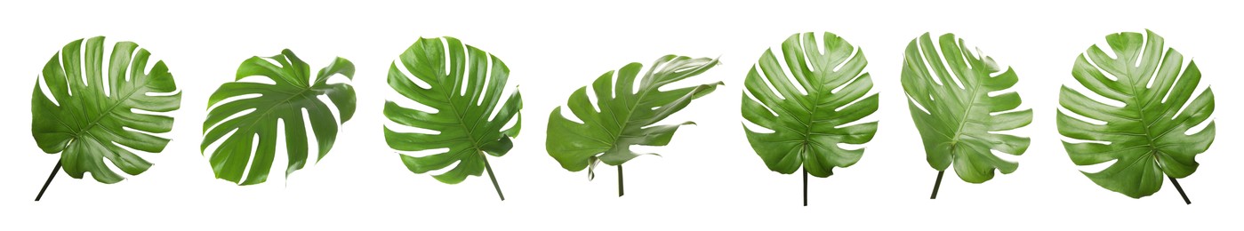 Image of Green tropical leaves of monstera plant isolated on white, set