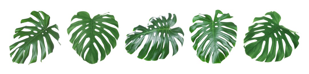 Image of Green tropical leaves of monstera plant isolated on white, set