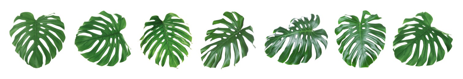Image of Green tropical leaves of monstera plant isolated on white, set
