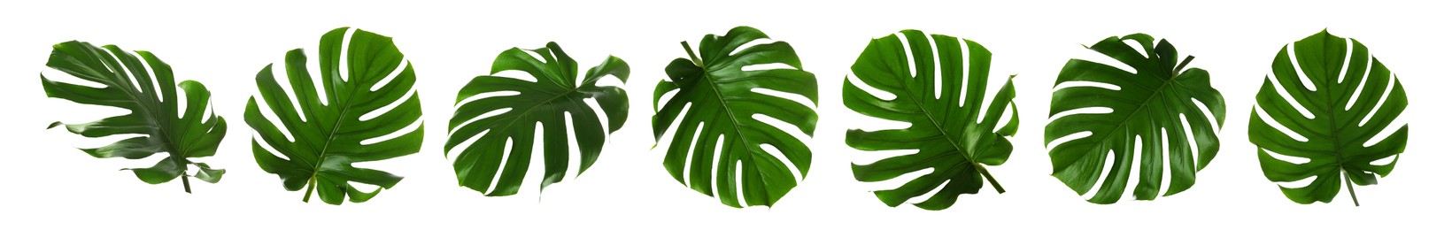 Image of Green tropical leaves of monstera plant isolated on white, set