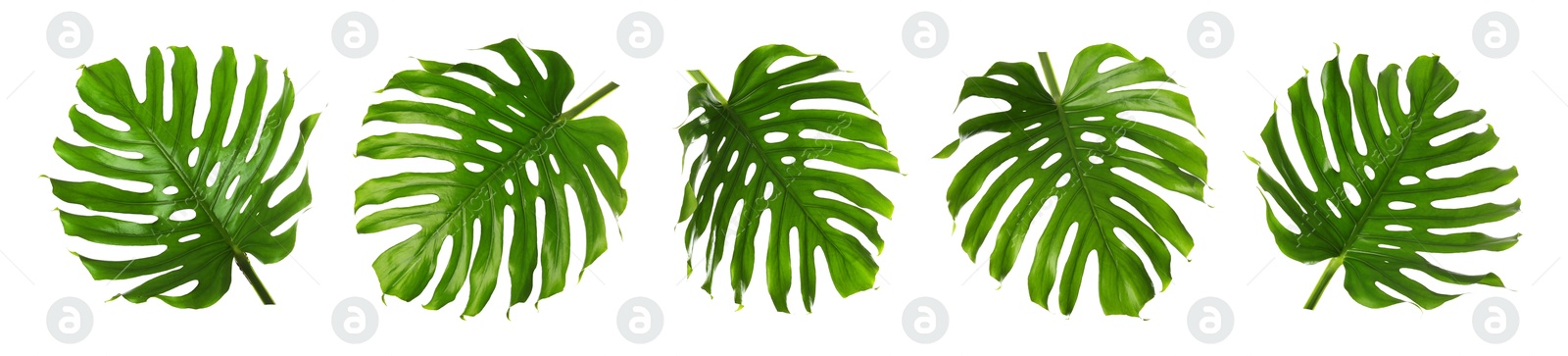 Green tropical leaves of monstera plant isolated on white, set Image of Green tropical leaves of monstera plant isolated on white, set