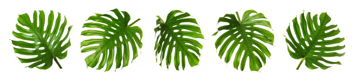 Image of Green tropical leaves of monstera plant isolated on white, set