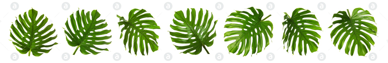 Green tropical leaves of monstera plant isolated on white, set Image of Green tropical leaves of monstera plant isolated on white, set