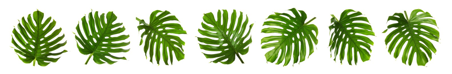 Image of Green tropical leaves of monstera plant isolated on white, set