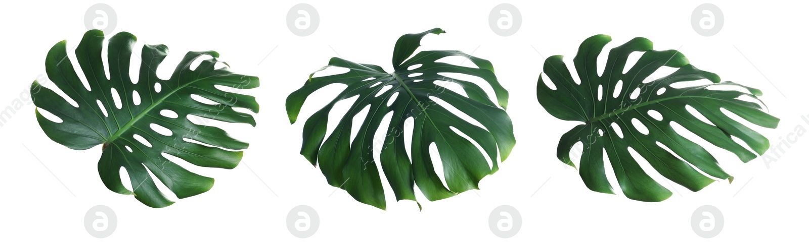 Green tropical leaves of monstera plant isolated on white, set Image of Green tropical leaves of monstera plant isolated on white, set