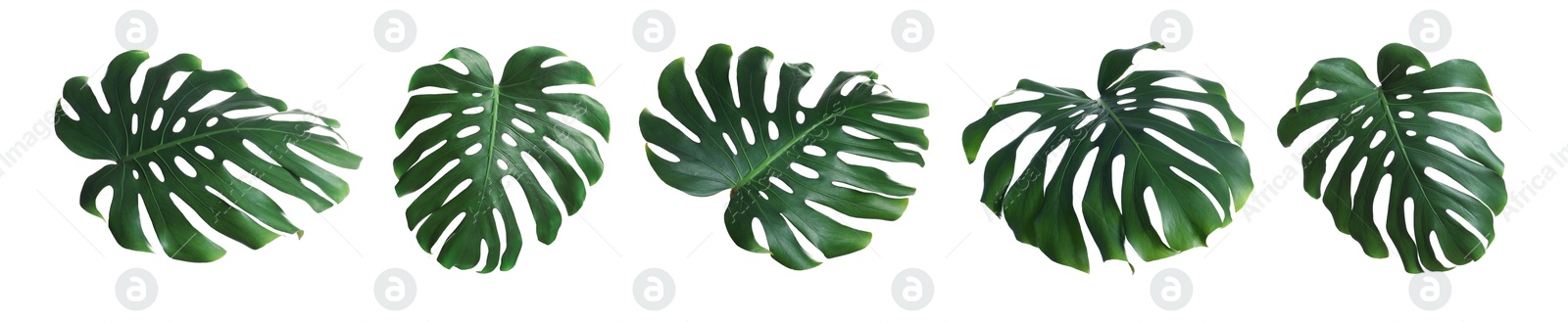Green tropical leaves of monstera plant isolated on white, set Image of Green tropical leaves of monstera plant isolated on white, set