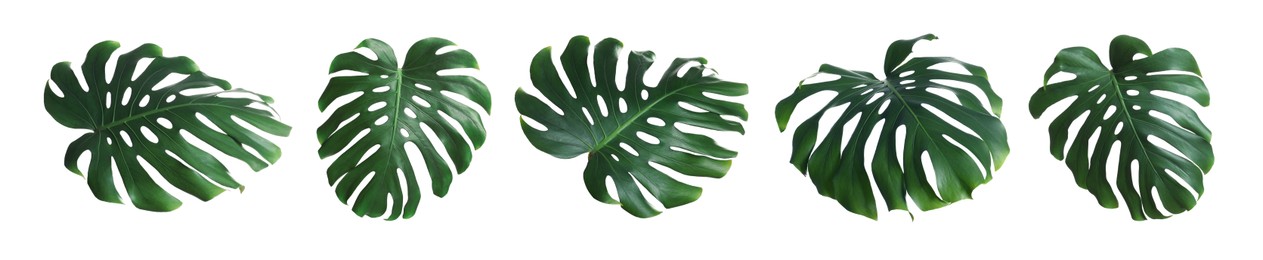Image of Green tropical leaves of monstera plant isolated on white, set
