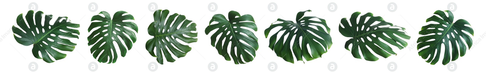 Green tropical leaves of monstera plant isolated on white, set Image of Green tropical leaves of monstera plant isolated on white, set