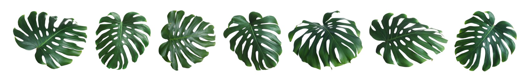 Image of Green tropical leaves of monstera plant isolated on white, set