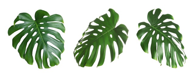 Image of Green tropical leaves of monstera plant isolated on white, set