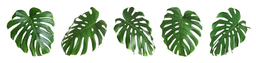Image of Green tropical leaves of monstera plant isolated on white, set