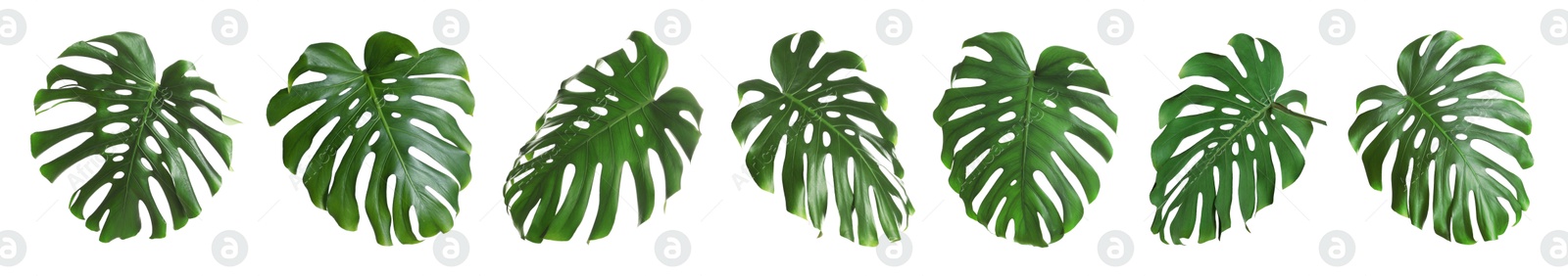 Green tropical leaves of monstera plant isolated on white, set Image of Green tropical leaves of monstera plant isolated on white, set
