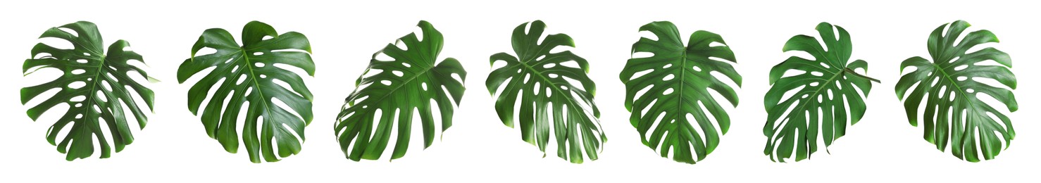 Image of Green tropical leaves of monstera plant isolated on white, set