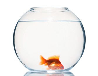Photo of Gold fish swimming in aquarium with clean water isolated on white