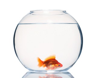 Photo of Gold fish swimming in aquarium with clean water isolated on white