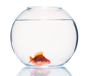 Photo of Gold fish swimming in aquarium with clean water isolated on white