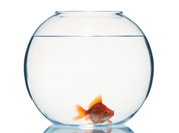 Photo of Gold fish swimming in aquarium with clean water isolated on white