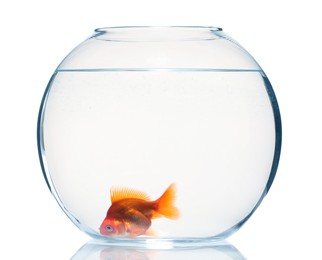 Photo of Gold fish swimming in aquarium with clean water isolated on white