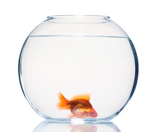 Photo of Gold fish swimming in aquarium with clean water isolated on white