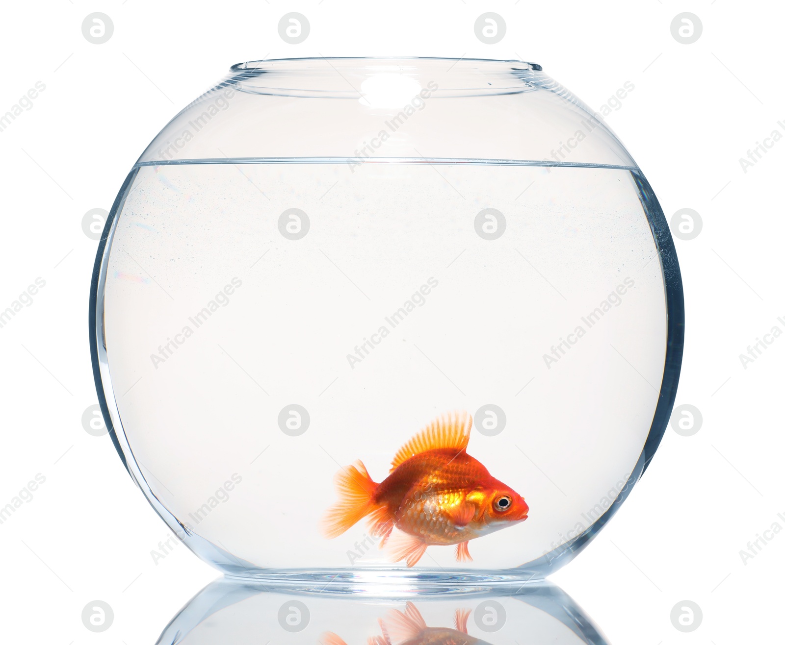 Gold fish swimming in aquarium with clean water isolated on white Photo of Gold fish swimming in aquarium with clean water isolated on white