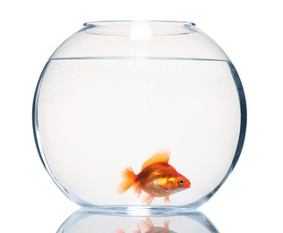 Photo of Gold fish swimming in aquarium with clean water isolated on white
