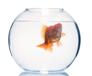 Photo of Gold fish swimming in aquarium with clean water isolated on white