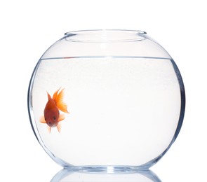 Photo of Gold fish swimming in aquarium with clean water isolated on white