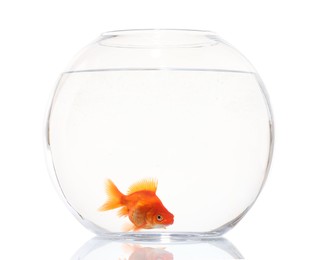 Photo of Gold fish swimming in aquarium with clean water isolated on white