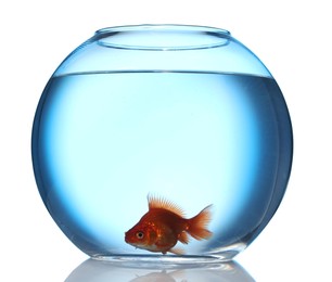 Photo of Gold fish swimming in aquarium with clean water isolated on white