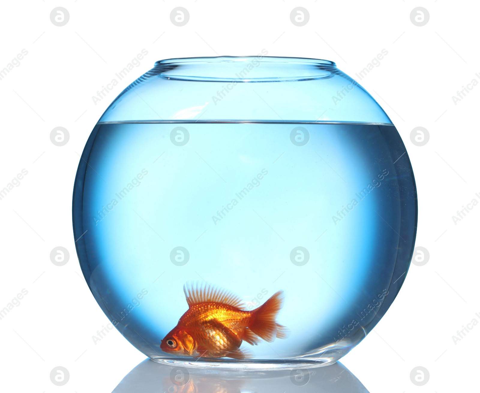 Gold fish swimming in aquarium with clean water isolated on white Photo of Gold fish swimming in aquarium with clean water isolated on white