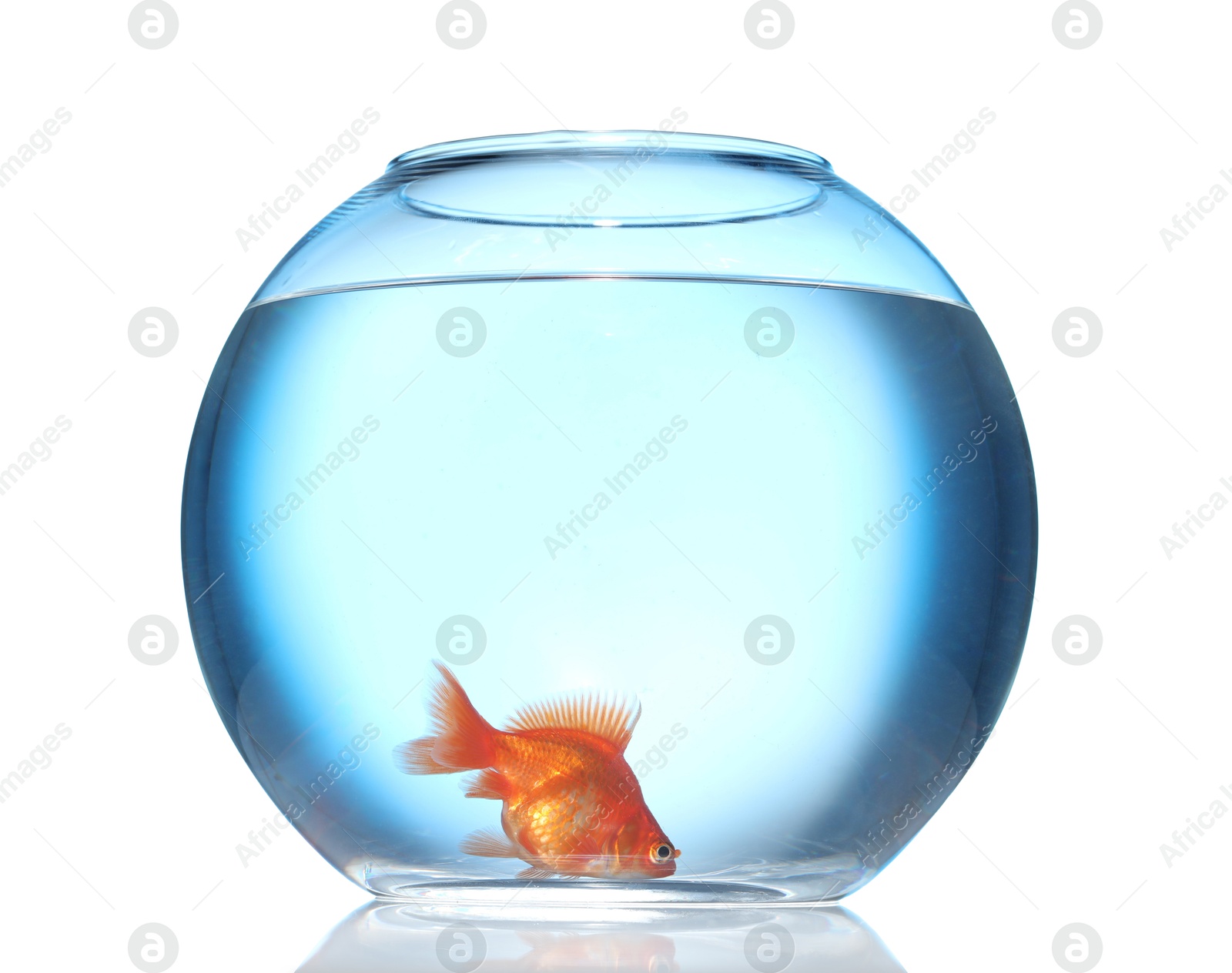Gold fish swimming in aquarium with clean water isolated on white Photo of Gold fish swimming in aquarium with clean water isolated on white