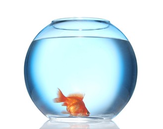 Photo of Gold fish swimming in aquarium with clean water isolated on white