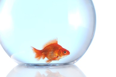 Photo of Gold fish swimming in aquarium with clean water isolated on white