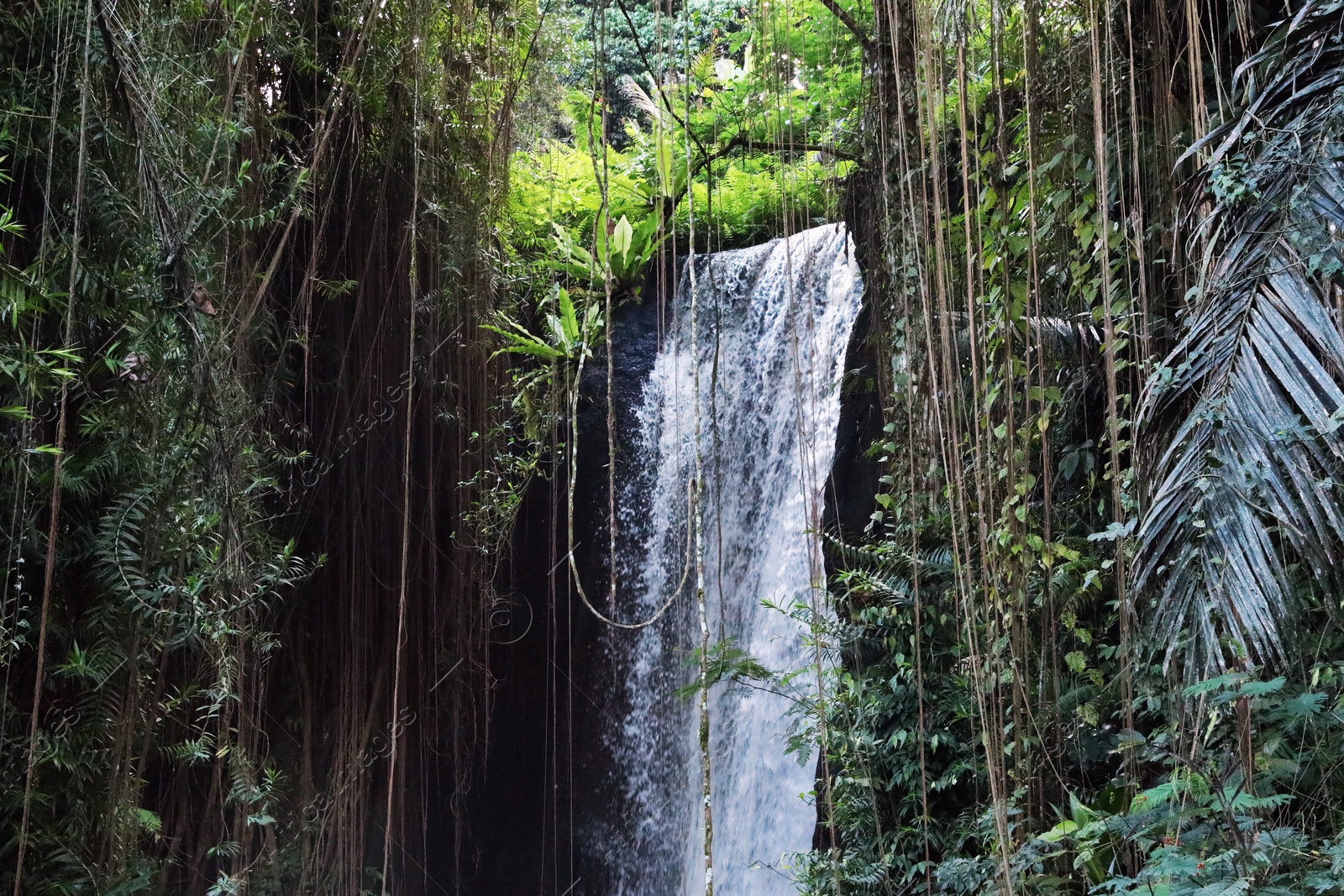 Beautiful waterfall, green plants and lianas in tropical forest Photo of Beautiful waterfall, green plants and lianas in tropical forest