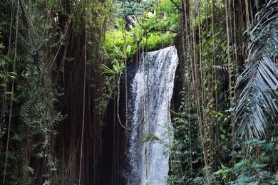 Photo of Beautiful waterfall, green plants and lianas in tropical forest