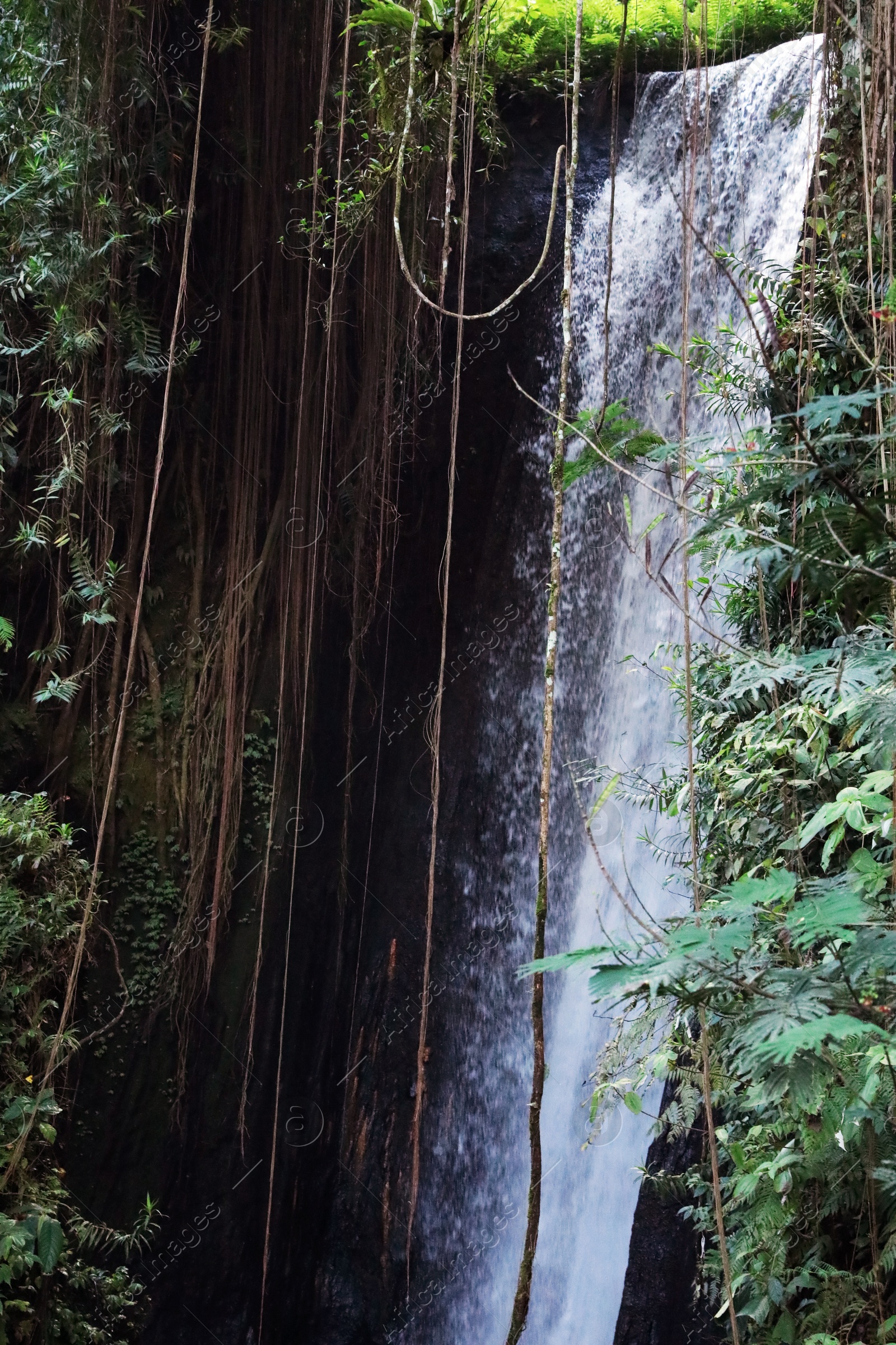 Beautiful waterfall, green plants and lianas in tropical forest Photo of Beautiful waterfall, green plants and lianas in tropical forest