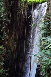 Photo of Beautiful waterfall, green plants and lianas in tropical forest