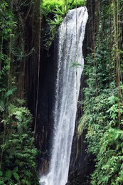 Photo of Beautiful waterfall and green plants in tropical forest