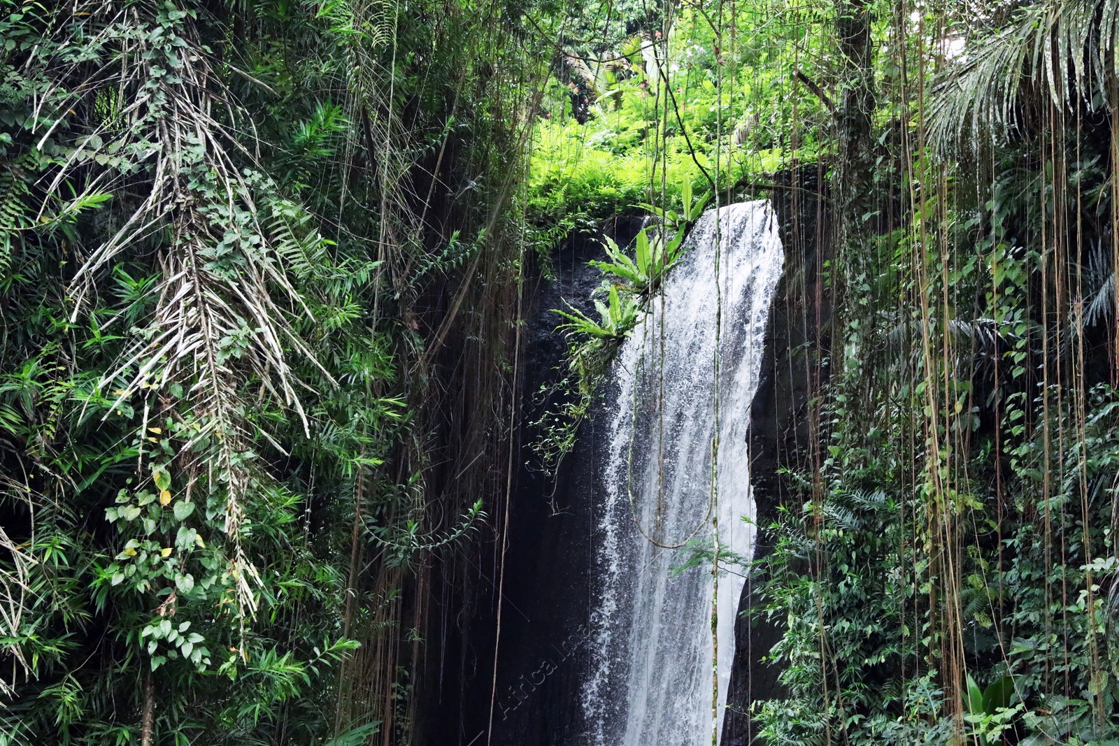 Beautiful waterfall, green plants and lianas in tropical forest Photo of Beautiful waterfall, green plants and lianas in tropical forest
