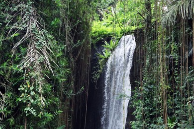Photo of Beautiful waterfall, green plants and lianas in tropical forest