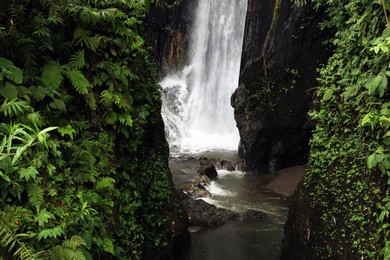 Photo of Beautiful waterfall and green plants in tropical forest