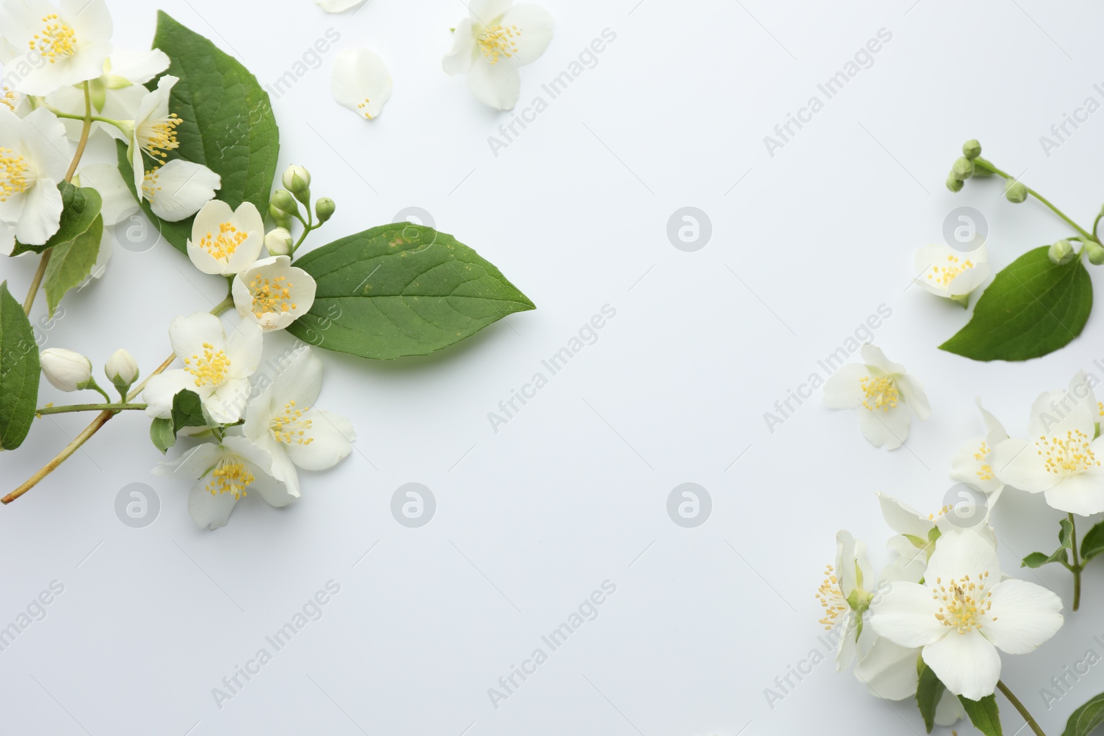 Beautiful jasmine flowers and green leaves on white background, flat lay. Space for text Photo of Beautiful jasmine flowers and green leaves on white background, flat lay. Space for text