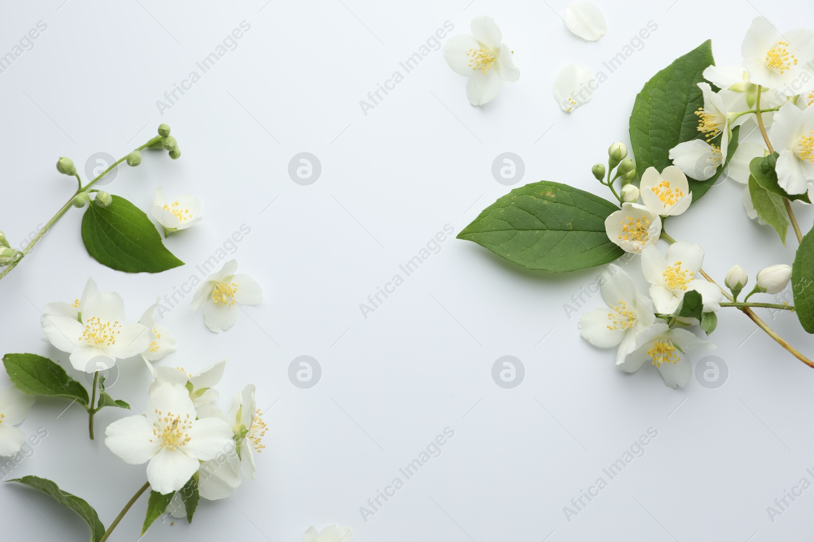 Beautiful jasmine flowers and green leaves on white background, flat lay. Space for text Photo of Beautiful jasmine flowers and green leaves on white background, flat lay. Space for text