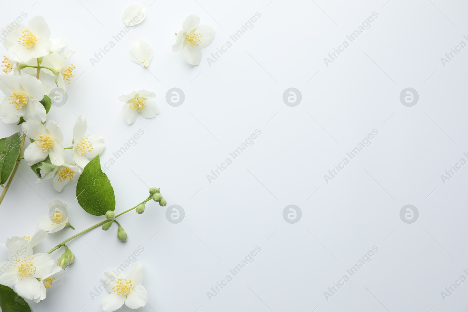 Beautiful jasmine flowers and green leaves on white background, flat lay. Space for text Photo of Beautiful jasmine flowers and green leaves on white background, flat lay. Space for text
